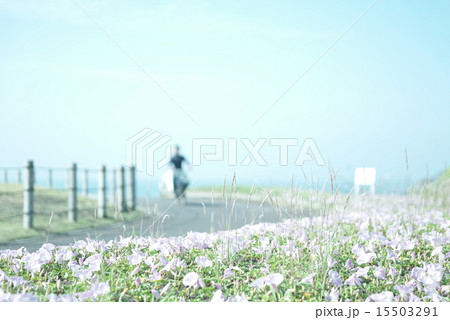 はまひるがお 15503291