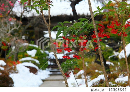 積雪庭園の中の万両 15503345