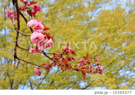 ピンクの八重桜 ピンクの八重桜 15503377