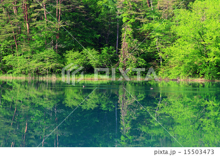 初夏の五色沼 15503473