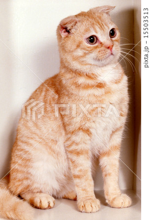 かわいい子猫 15503513