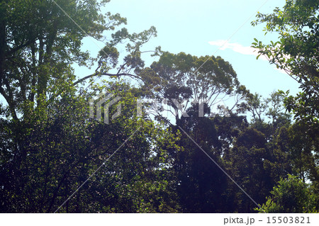 ボルネオ島の熱帯雨林 ボルネオ島の熱帯雨林 15503821