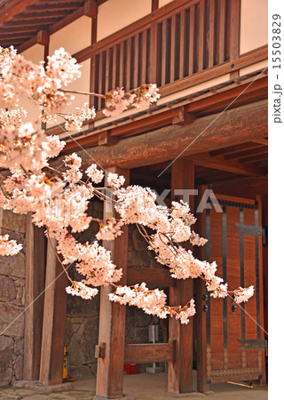 松代城太鼓門と桜 15503829