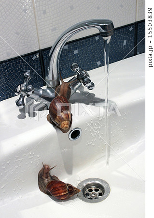Snails in the sink. Snails in the sink. 15503839
