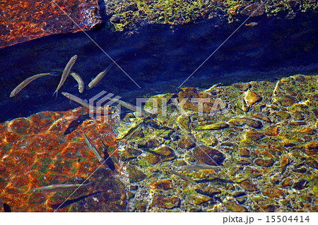 鮎の稚魚 人工魚道アユ鮎 の写真素材