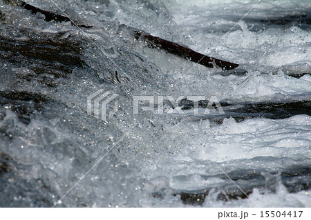 鮎の遡上 15504417