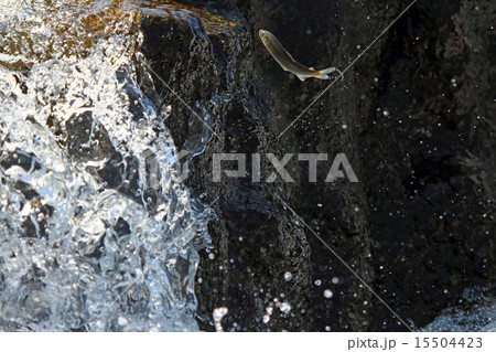 鮎の遡上 15504423