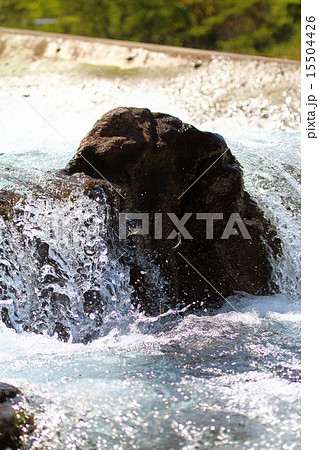 鮎の遡上 15504426