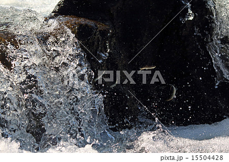 鮎の遡上 15504428