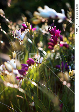 イキシア イキシア 15504486