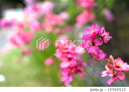 イキシア 15504513