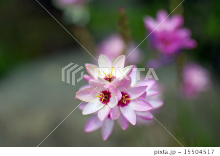 イキシア イキシア 15504517