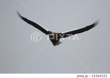 オオワシ オオワシ 15504523