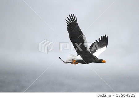 オオワシ オオワシ 15504525