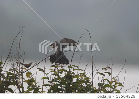 カッコウに威嚇するコヨシキリ 15504529