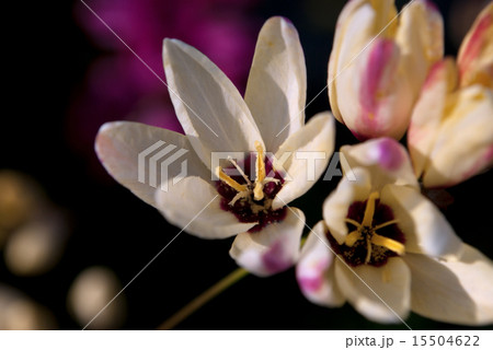 イキシア イキシア 15504622