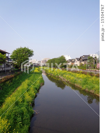 野川 15504767