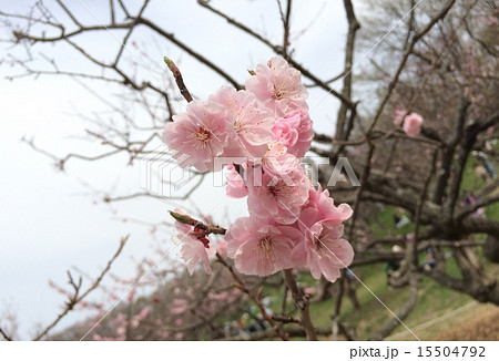 梅花 15504792