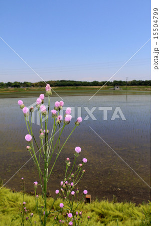田園風景：田んぼ脇の花（縦） 15504799