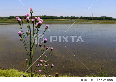 田園風景：田んぼ脇の花（横） 15504800