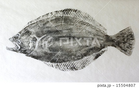 魚拓（ヒラメ） 15504807