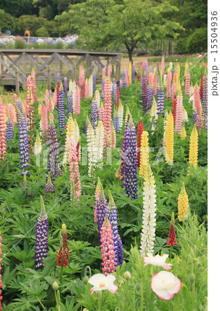 ルピナス花壇の写真素材 ルピナス花壇の写真素材