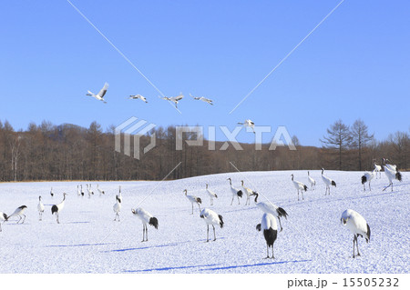 丹頂鶴 15505232