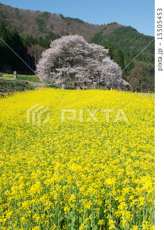 黒部のエドヒガン桜と菜の花畑 15505453