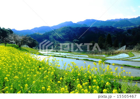 菜の花と大山千枚田 15505467