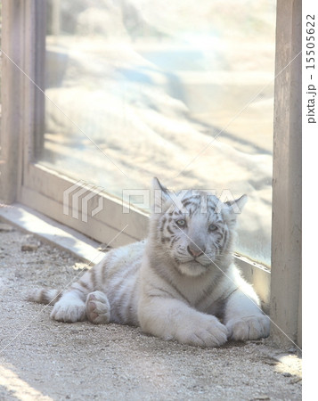 ホワイトタイガー ホワイトタイガー 15505622