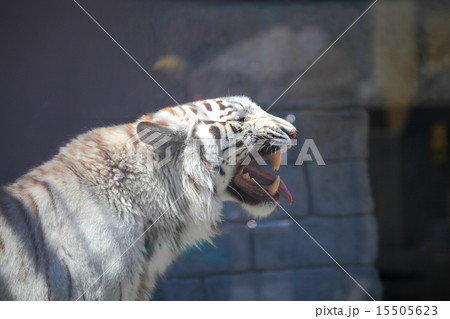 ホワイトタイガー 15505623