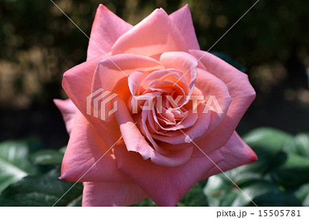 ピンクのばら ピンクのばら 15505781