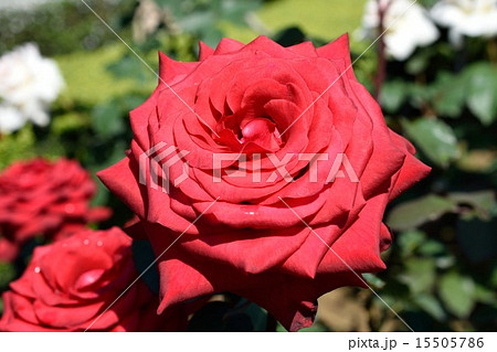 赤いばら 15505786
