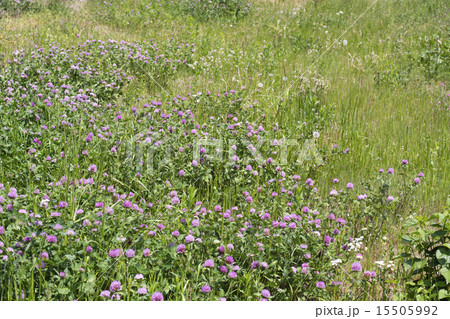 春の野の花 15505992