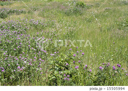 春の野の花 15505994