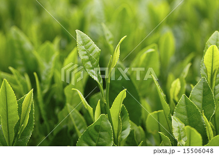 茶畑 15506048