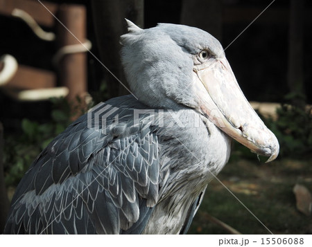 ハシビロコウ 15506088