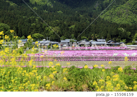 田園の初夏 田園の初夏 15506159