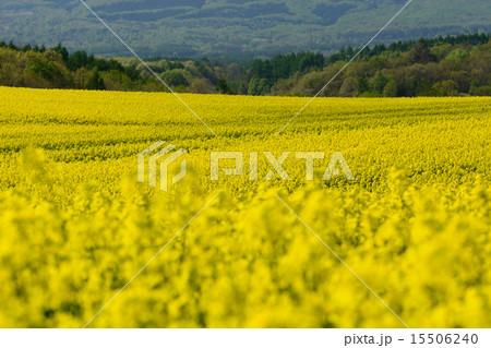 菜の花　黄色　春　山　観光　キャノーラ　畑　農業　風物詩　津軽　鯵ヶ沢　青森　日本　風景 15506240
