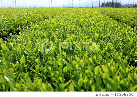 春の狭山茶(新茶) 春の狭山茶(新茶) 15506250