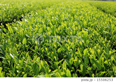 春の狭山茶（新茶） 15506253