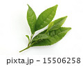 お茶の葉 15506258