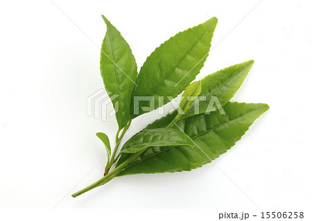 お茶の葉 15506258