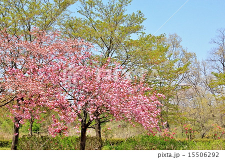 新緑と八重桜 新緑と八重桜 15506292