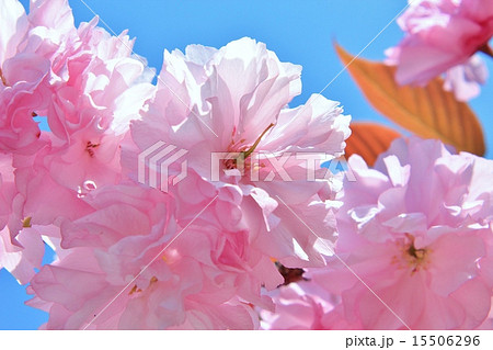 ピンクの八重桜 ピンクの八重桜 15506296