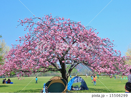 満開の桜の広場で遊ぶ子供たち 満開の桜の広場で遊ぶ子供たち 15506299