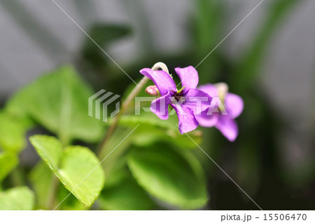 アカネスミレ アカネスミレ 15506470
