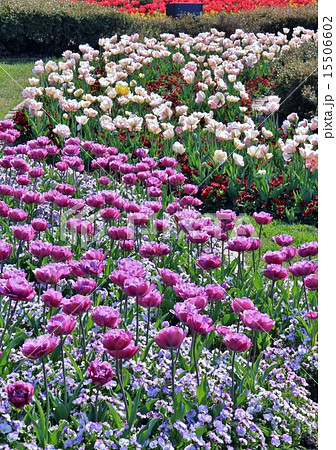 美しいチューリップの群生 15506602