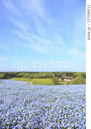 ネモフィラ(みはらしの丘) 15506611