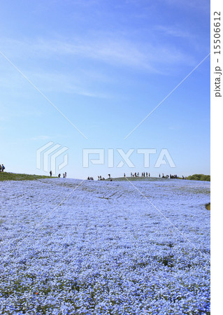 ネモフィラ(みはらしの丘) 15506612